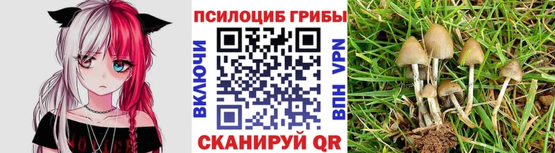 Псилоцибиновые грибы Cubensis  Клин 