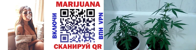где найти   Клин  Бошки Шишки сатива 